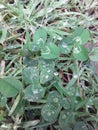 Flower green grass rain drops clovers Royalty Free Stock Photo