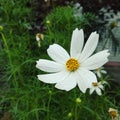 Flower green grassflower white whitegreen