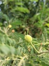 Flower and green leaf