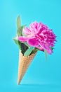 Flower and green leaf in waffle corn over blue background Royalty Free Stock Photo