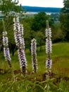 Flower, green leaf, white flower, leaf, photos of flowers