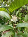 Flower in green leaves on the tree in india Royalty Free Stock Photo