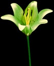 Flower green lily isolated on white background. Close-up. Flower bud on a green stem. Nature. Royalty Free Stock Photo