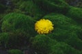 Flower on green moss. One yellow buds of flower