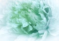 Flower green peony close up. Floral background. Drops of water on the petals Royalty Free Stock Photo