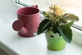 Flower in a green pot and watering can Royalty Free Stock Photo