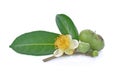 Flower, Green tea leaf, tea seed on white background Royalty Free Stock Photo
