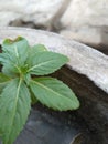 Flower green trees vegetable vege and