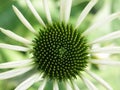 Flower green / white Royalty Free Stock Photo