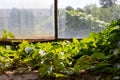 Flower greenhouse.