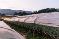 Flower greenhouse near the mountain in the evening in Chiang Mai, Thailand