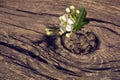 Flower grew on an old cracked blackboard, the concept of survival, leadership Royalty Free Stock Photo