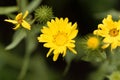 Flower of Grindelia robusta Royalty Free Stock Photo