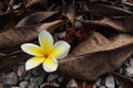 Tropical fresh flower between brown dry leaves. Royalty Free Stock Photo