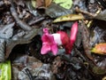Flower on the ground in tropicl rain forest Royalty Free Stock Photo