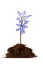 Flower grow in the soil