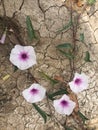 Flower grow on soil of aridity Royalty Free Stock Photo