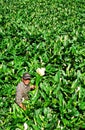 Flower grower in Taiwan, nature, vertical