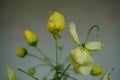 flower growing from a bud to a beautiful flower.