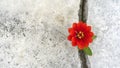 flower growing through crack in the ground