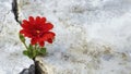 flower growing through crack in the ground