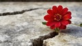 flower growing through crack in the ground