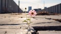 flower growing on crack land Royalty Free Stock Photo