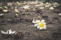 Flower growing on crack street, soft focus, blank text - Image Royalty Free Stock Photo