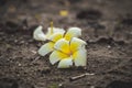 Flower growing on crack street, soft focus, blank text - Image Royalty Free Stock Photo