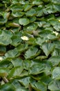 Flower Growing in a dense brush of lily pads Royalty Free Stock Photo