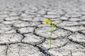 Flower growing in desert drought concept Royalty Free Stock Photo