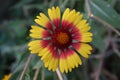 Flower growing in the forest