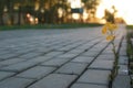 Flower growing through the paving stone at sunset