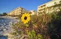 Flower growing in heavily built beach