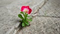 Flower growing out of concrete