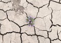 Flower growing out of cracks in the earth Royalty Free Stock Photo