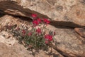 Flower growing out of desert rock Royalty Free Stock Photo