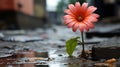 a flower growing out of a puddle of water