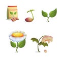 Flower growing stages sequence