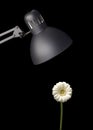 Flower growing under lamp Royalty Free Stock Photo
