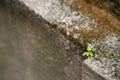 a flower grows from asphalt, a yellow flower grows, the concept of hope and vcr. Royalty Free Stock Photo