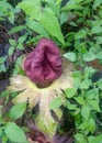 Elephant foot yam, Corpse fower/ Amorphophallus paeoniifolius in India