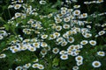 On the flower grows Pyrethrum cinerariifolium