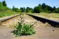 The flower grows between railroad tracks Royalty Free Stock Photo