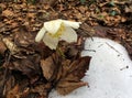 A flower grows on snow and dry leaves in the park. Close-up top view Royalty Free Stock Photo