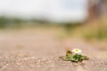 Flower grows between the stones