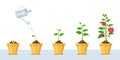 Flower growth process. Seedling, watering and gardening flowers phases. Stage of sprout growing into blossom plant in