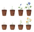 Flower growth stages in brown pot on white background. Phases from seed to sprout and bloom. Vector illustrations of Royalty Free Stock Photo