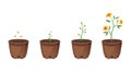 Flower growth stages in brown pot on white background. Phases from seed to sprout and bloom. Vector illustrations of Royalty Free Stock Photo