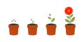 Flower growth stages set. Vector illustrations of sowing plant in soil . Royalty Free Stock Photo